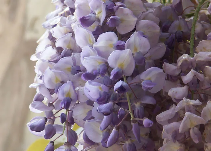 Palagione Centro Interculturale 3*